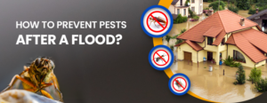 Read more about the article Managing Pests In Strata & Commercial Properties After A Flood
