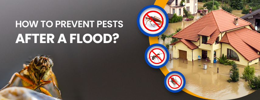 prevent-pests-after-a-flood