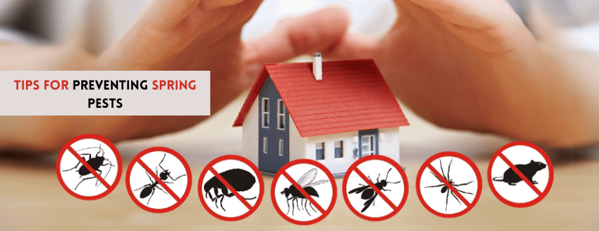 Tips for Preventing Spring Pests