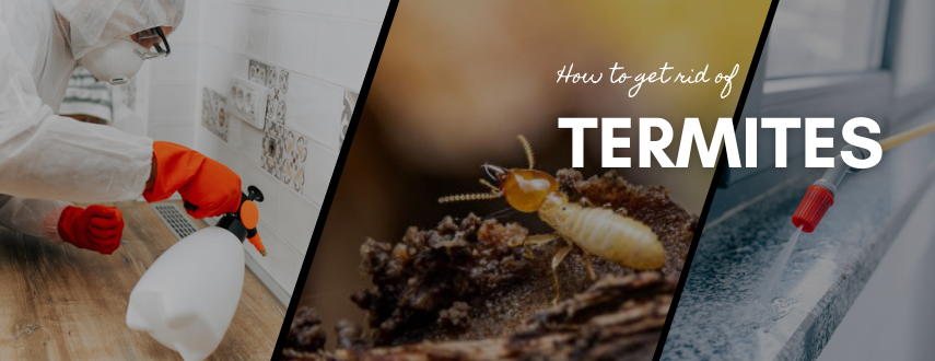 How to get rid of termites